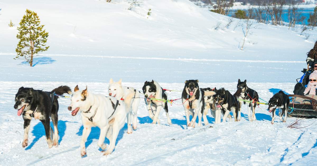 Huskies ride shop
